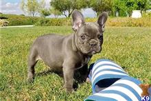 french bulldog puppy posted by ekane Beasley